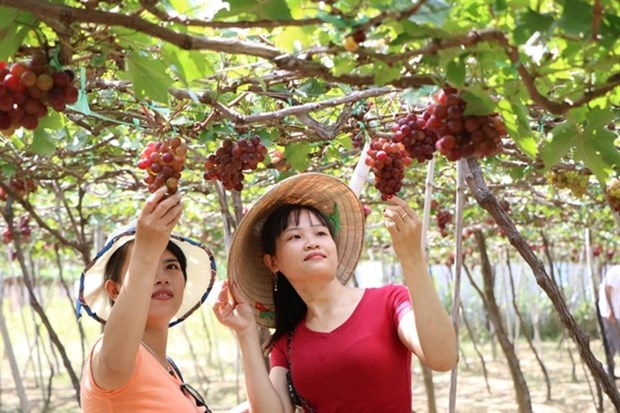 Ninh Thuan to hold biennial grape-wine festival in June hinh anh 1