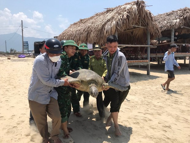 Large turtle caught and released back to natural habitat hinh anh 1