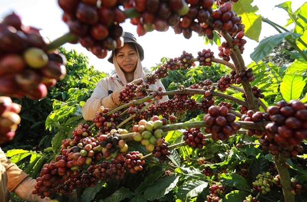 Coffee export could reach 4 billion USD as global prices remain high hinh anh 1