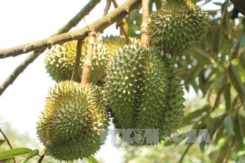 Vietnam’s Ri6 durian now available in UK hinh anh 1