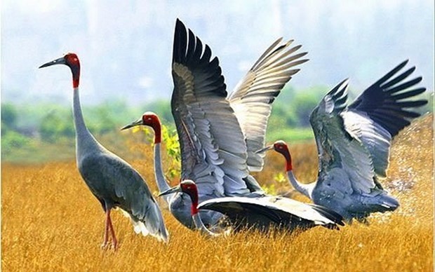 Dong Thap rolls out measures to preserve, develop red-headed crane population hinh anh 1