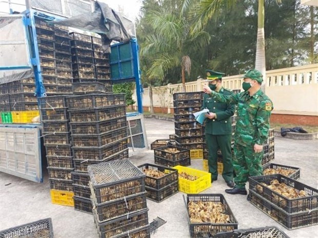 Ministries, agencies, localities urged to curb cross-border poultry smuggling hinh anh 1