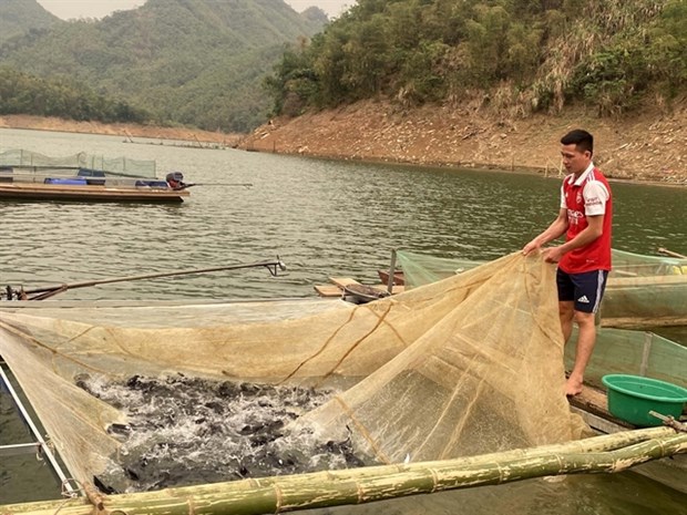 Caged fish farming in hydro-power reservoirs helps people earn stable incomes hinh anh 1