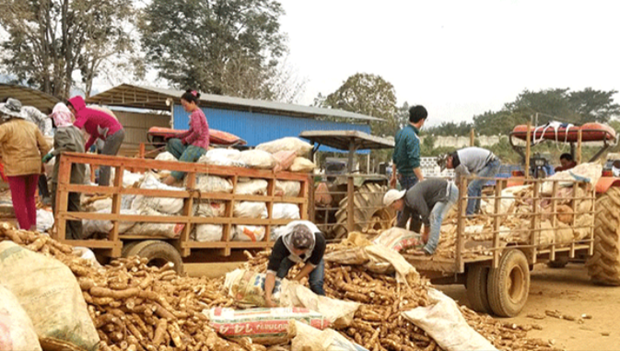 Laos exports 3 mln tonnes of agricultural products in Q1 hinh anh 1