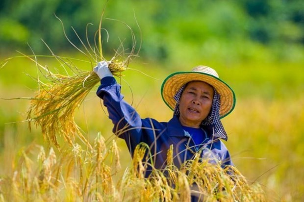 Thai farmers advised to reduce rice crops due to El Nino impacts hinh anh 1