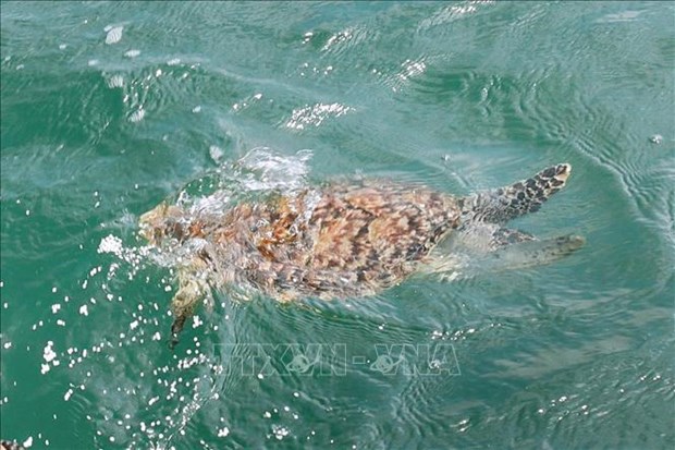 Ba Ria-Vung Tau: Rare sea turtle released back to wild hinh anh 1