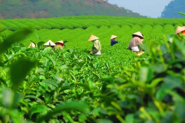 Tea exports earn 50 mln USD in first four months of 2023 hinh anh 1