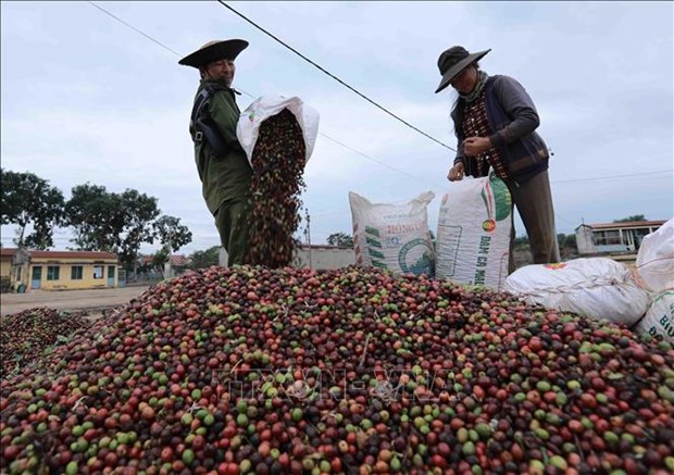 Businesses, farmers yet to benefit from recent coffee price hikes hinh anh 2