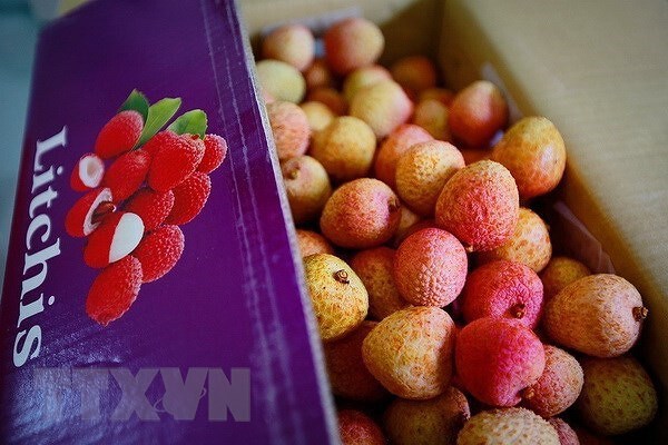 Vietnam seeks to expand overseas markets for lychees, longans hinh anh 1