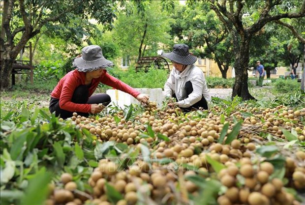 Vietnam seeks to expand overseas markets for lychees, longans hinh anh 3