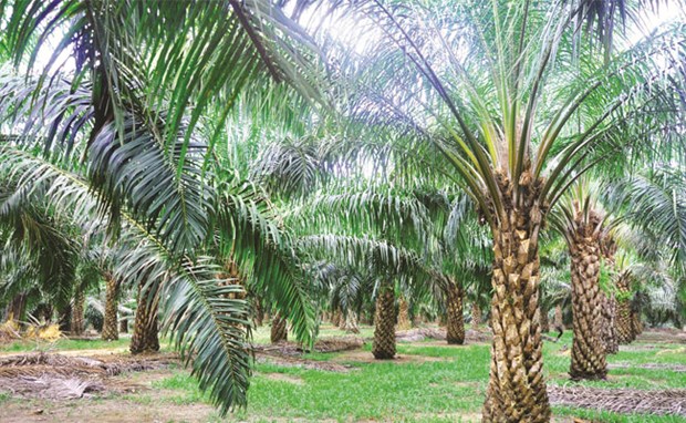 Indonesia to expand palm growing area hinh anh 1