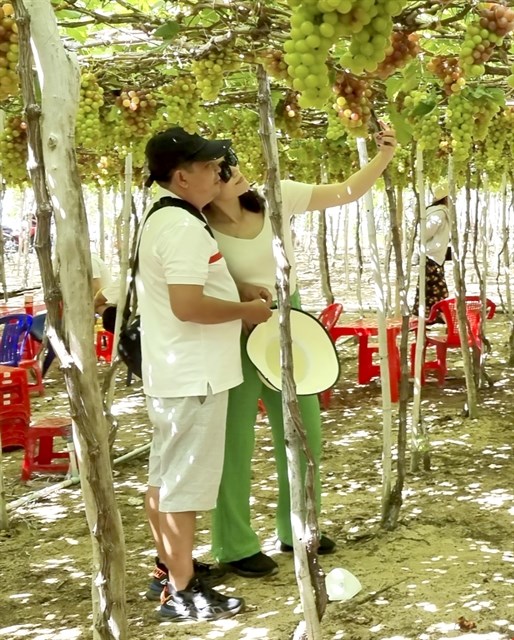 Ninh Thuan province develops grape eco-system hinh anh 1