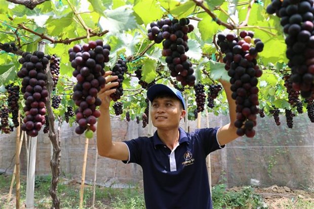 Interesting experiences await visitors at Ninh Thuan grapevine trellis contest hinh anh 2