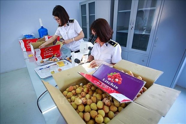 Irradiation centre to open in the north to serve fruit export: minister hinh anh 1