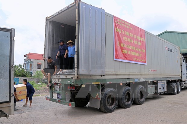 Hoa Binh province ships second batch of fresh sugarcane to US hinh anh 2