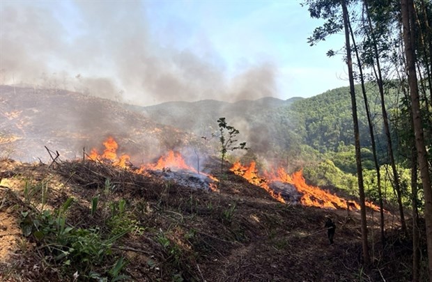 Better vigilance needed to prevent wildfires as intense heatwaves continue hinh anh 1