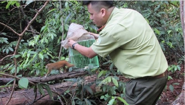 UN project to combat zoonotic disease risks from wildlife kicks off in Vietnam hinh anh 1