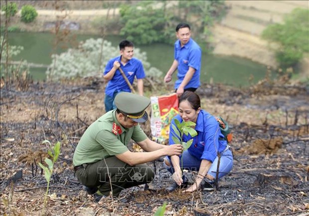 Vietnam’s forest coverage remains at 42.02%: agriculture ministry hinh anh 2