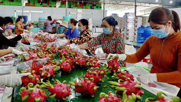 Binh Thuan province develops dragon fruit value chain hinh anh 1