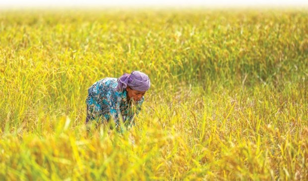 Cambodia posts some 89 million USD in rice exports to China in H1 hinh anh 1