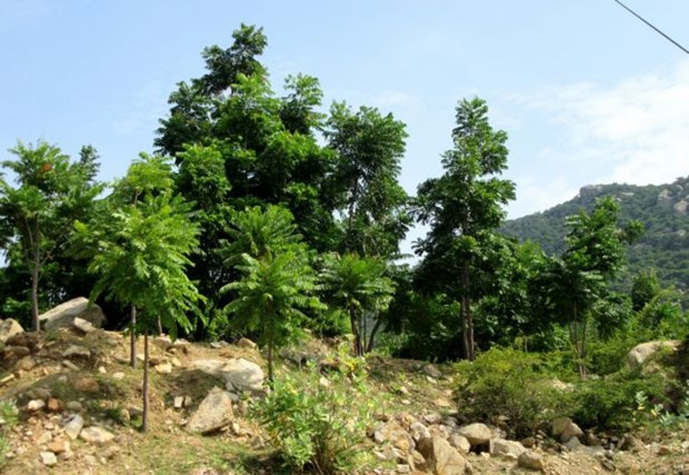 Ninh Thuan to grow more new forests hinh anh 1