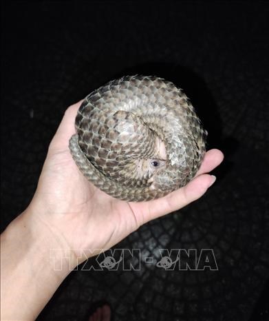 Two pangolins handed over to authorities in Binh Phuoc hinh anh 1