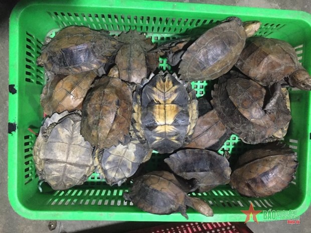 Two jailed for smuggling endangered turtles hinh anh 1