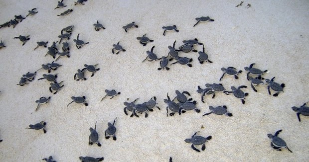 Con Dao becomes important sea turtle conservation area of the world hinh anh 2