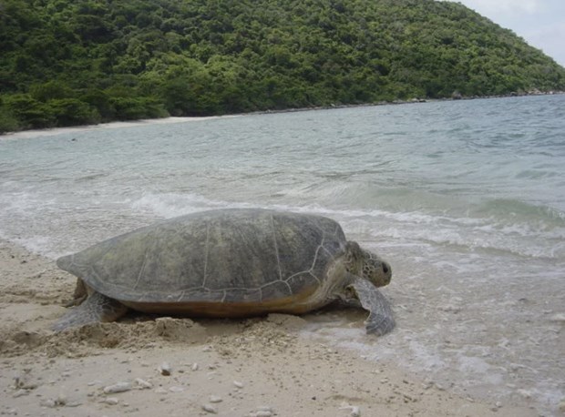 Con Dao becomes important sea turtle conservation area of the world hinh anh 3