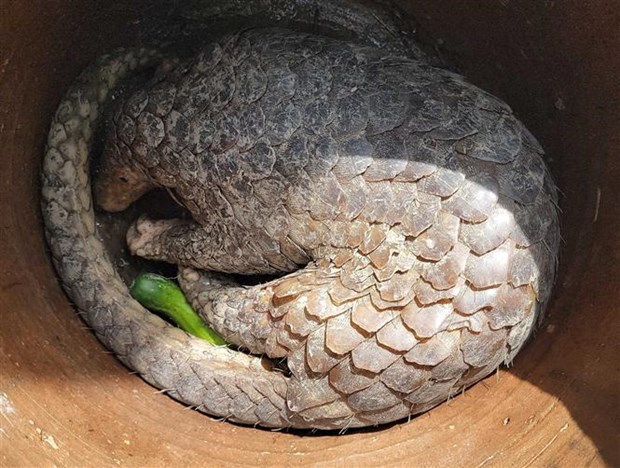 Can Tho: Wild pangolin to be handed over to U Minh Ha national park hinh anh 1