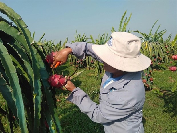 Dragon fruit origin e-traceability system introduced in Binh Thuan hinh anh 1