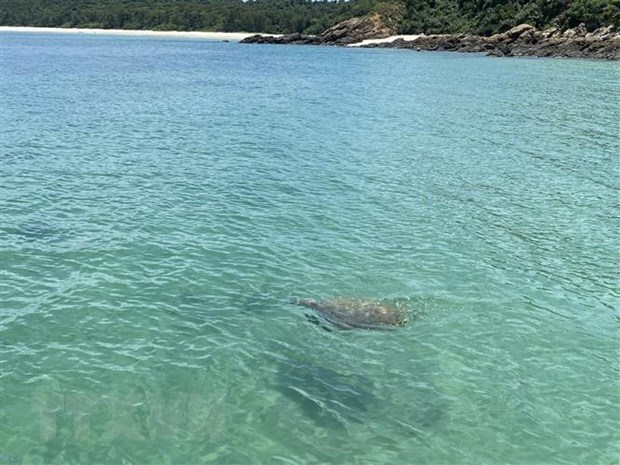 First sea turtle seen in waters off Co To in over 10 years hinh anh 1