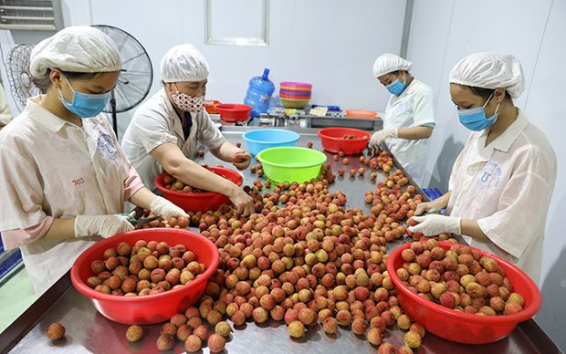 Compliance with quality standards – a must to bolster fruit exports: insiders hinh anh 1