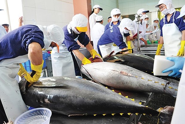 Vietnam’s tuna exports to UK positive in coming months: Association hinh anh 1