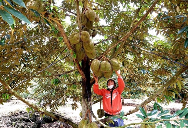 Vietnam needs sustainable development in durian production, consumption hinh anh 1