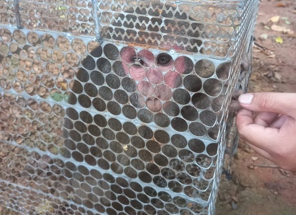 Rare primate returned to nature in Binh Phuoc province hinh anh 1