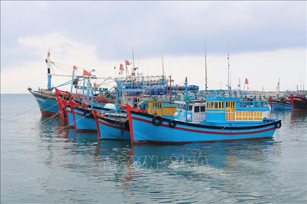 Ninh Thuan develops sustainable fishery sector hinh anh 1