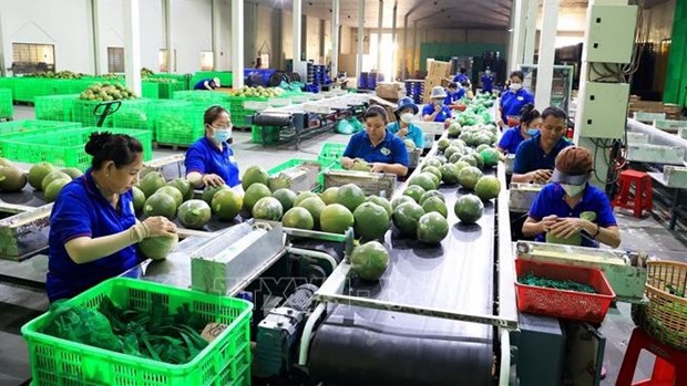 New record set in fruit, vegetable exports hinh anh 1