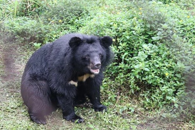 National park inaugurates bear rescue centre hinh anh 1