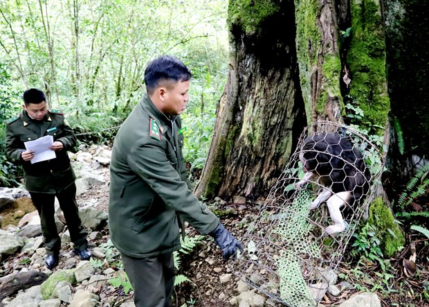 Rare stump-tailed macaque released to nature in Ha Giang hinh anh 1