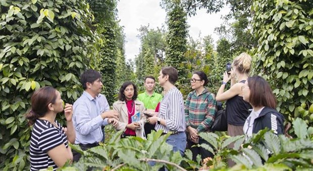 Project benefits sustainable pepper production in Central Highlands hinh anh 1