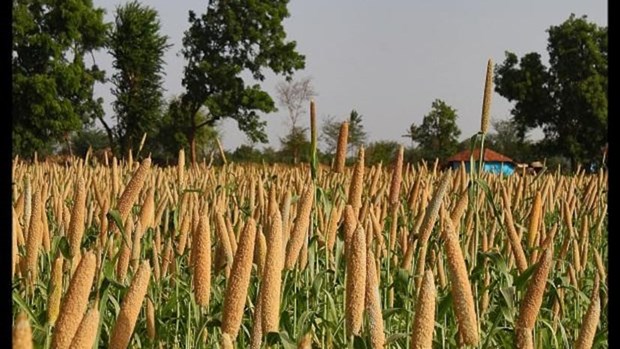 ASEAN – India Millets Festival opens in Jakarta hinh anh 1