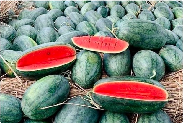 China gives green light to import of Vietnamese watermelon via official channel hinh anh 1
