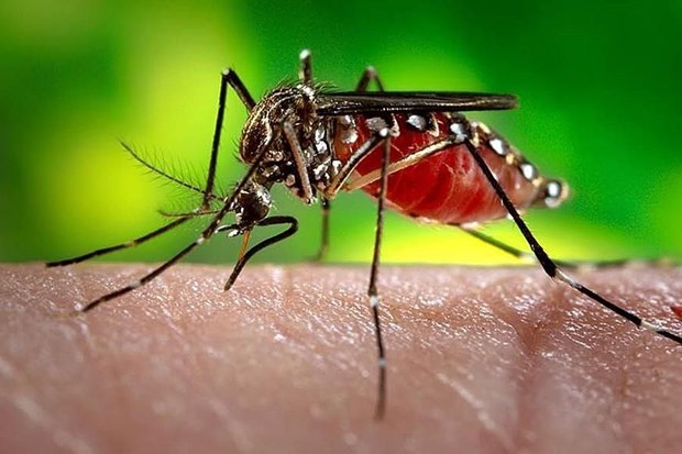 Dengue cases in Laos keep increasing hinh anh 1