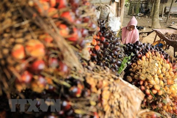 Indonesia to fine palm oil companies operating in forests hinh anh 1