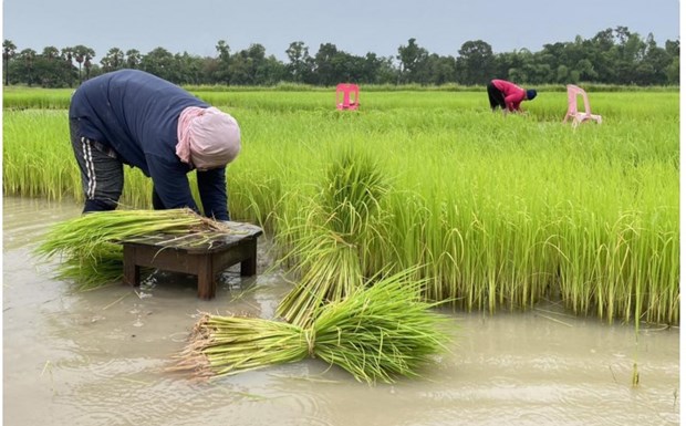 Thailand projects rice exports of up to 8.8mln tonnes hinh anh 1