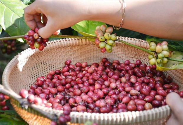 Agricultural products key part of Vietnam’s exports to Guangdong hinh anh 1