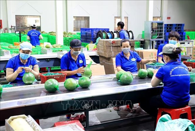 Exports of fruits, vegetables expected to grow by 15-20% in 2024 hinh anh 1