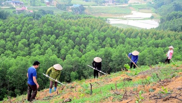 Vietnam plants nearly 770 million trees in three years hinh anh 1