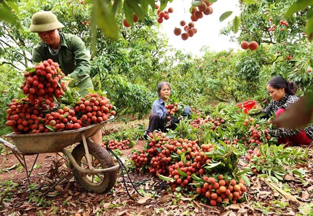 China remains promising market for Vietnamese farm produce hinh anh 1
